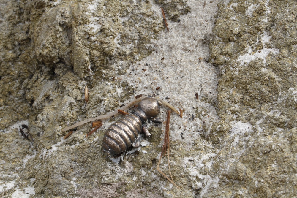 Melbourne Zoo. Cast Bronze
