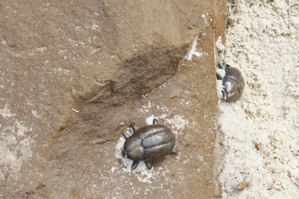 Melbourne Zoo. Cast Bronze