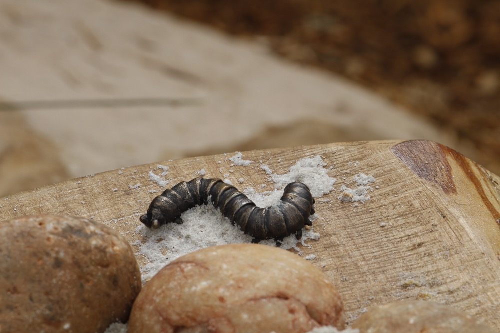 Melbourne Zoo. Cast Bronze